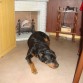 Liona durmiendo