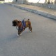 en su primer paseo