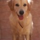 Fito (Golden Retriever)

Super buenazo, ni se le oye