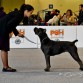 GDA Keona Cane Corso--- Valencia 2011