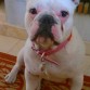 Hannah (Bulldog Francés)

Mi dulce hannita, una peque muy buena y faldera :)