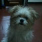 manchas jeje