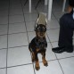 En la foto killer tiene 3 meses cumpliditos y le acababan de cortar las orejas