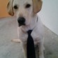Mi precioso perro con una corbata!!