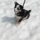 Iris en la nieve