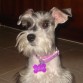 con su colaar hermoso