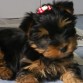 Greta