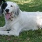 Sol, mi gordo blanco