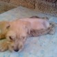 MACHO BLANCO AUN ESTA