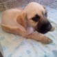 JAJJA ELLA ES CHACHITA LA HIJA DE PETUS Y SALIO MEDIO RARA SE PARESE A HONEY DEVIO DE AHABER SIDO SU HIJA DE HONEY Y NO DE PETUS JAJJA