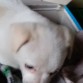Ahora sí, a dormir, chau papi.... parece decir RUFFY.... Chauuuuu bebito lindo... prechocho.