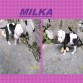 MILKA CON SU HUESITO EN EL PATIO JEJEJEJEJE K TIERNA