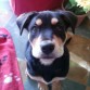 hola a todos! esta soy yo!!!! me dijeron que mi mama era una rottwailer pura pero que no saben quien era mi papa!!!!! asique soy una mestiza muy muy guapa!!!!!!