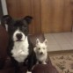 Buzz y su mejor amiga una staffordshire bull terrier llamada Malva