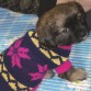 su primer dia en casa..