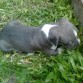 buscando algo en el pasto