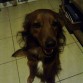 Chiquitus
