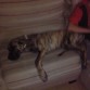 le encanta el sofa dentro de poco nos echa jeje