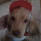 Aqui directo a una actividad de perritos