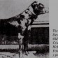 un perro de la crianza de John Mc Donald " THe Gas House Dogs" otro perro de la Old family red nose.
