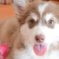 ¿Alguna vez te preguntaste qué pensarán nuestros perros de nosotros?