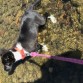 Lulú paseando por el Río en León para superar el calor 