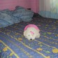 descansando en la cama de mi mama.aqui tenia dos meses.