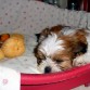 Su siesta