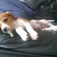 aaww