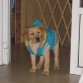 heredando abrigo para la lluvia