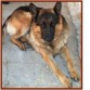“PEDRO” SE HA PERDIDO:
Pastor alemán que responde por el nombre de Pedro se perdió el miércoles 21 de abril por la zona de Coín (Málaga).  Pedro es un Pastor Alemán, bastante grande y sociable. Está enfermo y necesita medicación diaria. La familia está muy preocupada por él. Tenemos la sospecha de que alguien haya podido cogerlo y por eso os pedimos ayuda para estar atentos por si veis o escucháis algo, que nos pueda dar una pista sobre su situación. Si sabéis algo, llamad a cualquiera de los siguientes números 675 661 116 - 658 900 600 - 610 397 027. Gracias.
