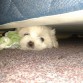 le gusta meterse bajo la cama a la maldadosa!