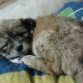 ella es mi perrita hachika