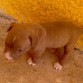 de cachorrita