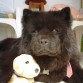 Kimba es una perrita muy obediente, cariñosa y fiel
