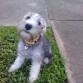 Saliendo a caminar jiji