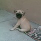 Sentada en su cadera como todos los Carlinos o Pugs