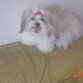 Mi nombre es luna tengo 4 años, me encanta dormir y salir a caminar, soy muy amigable.  hace siete meses tuve 4 perritos, dos de ellos viven conmigo.