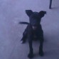 soy Duke....!!!!