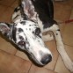 Charlie es un perro mestizo, cruce de gran danes. Es de tamaño grande. Fue encontrado en la calle cuando era tan solo un cachorro. Necesita adopción.