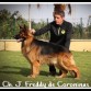 Freddy de Coroninas, al que llamamos familiarmente:"Danko"!! Es nuestro semental y niño mimado de la casa!! Tiene 2 años!  
Es campeón de España Joven en 2015 por la RSCE.
Y para nosotros el mejor del mundo!! Porque es un bonachón, ya que es cariñoso a rabiar! No sé qué haría sin el! El mi amor peludo!❤️❤️