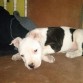 Es muy jugueton, tiene 2 Meses, le gusta jugar con mi otro perro boxer, Muy cargado. pero lo amamos igual 