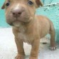 No es APBT es PITBULL RED NOSE pero no sale la raza en sí solo APBT, pero lo amo♥.♥ esa foto es cuando tenia un mes*-*