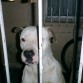 soy un ppitbull american estanfold