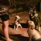 Perritos educados