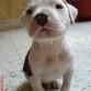 Guapo tambien de 2 meses, en su nuevo hogar, muy tranquilo el