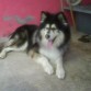 aki esta mi laskan malamute bn atento :p