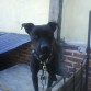 este perro se llama choki