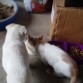 RUFFY siempre atento con su hermanita PAKITA, así sea la hora de comer.