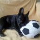 con la pelota de peluche (que esta loca por ella)